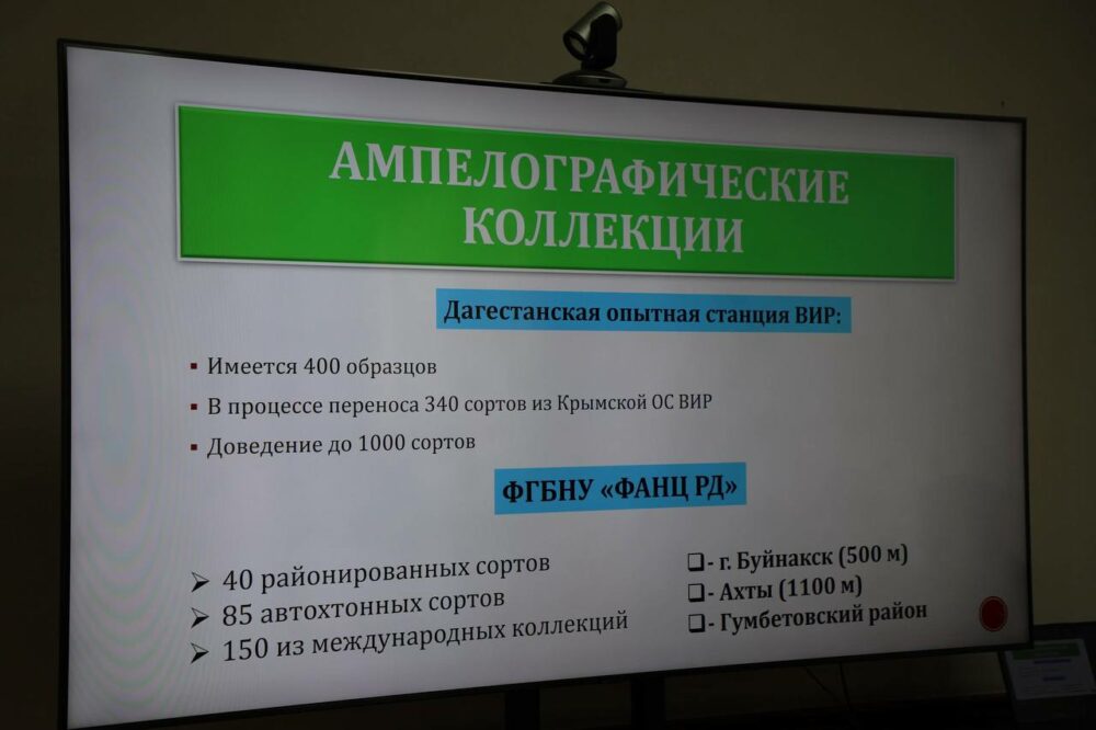 Третья по величине ампелографическая коллекция винограда появится в Дагестане