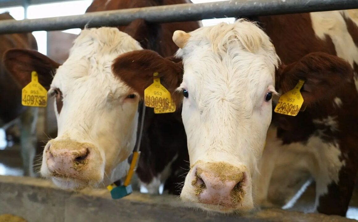 Дагестан продолжает активно экспортировать продукцию животноводства